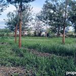 Land - Ruiru Mugutha